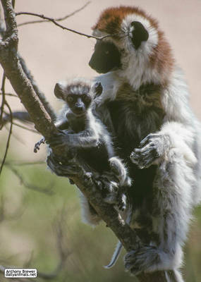 A baby sifaka is like a gremlin