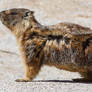 The marmot who poses in the wind