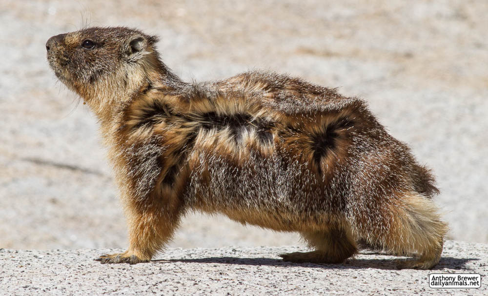 The marmot who poses in the wind