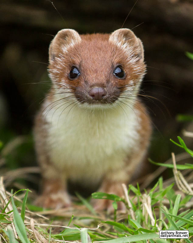 Meet the stoat