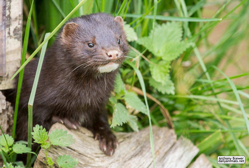 Friendly neighbourhood mink