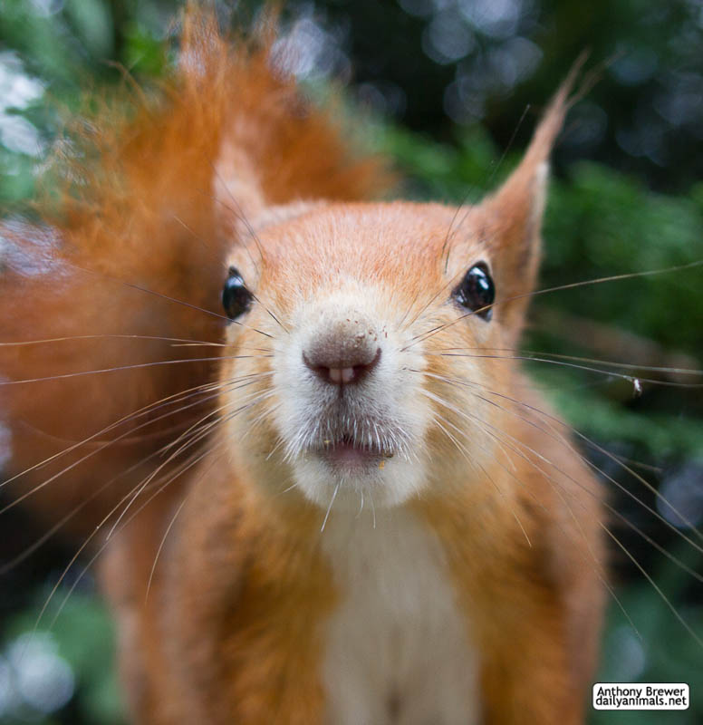 Squirrel all up in your face