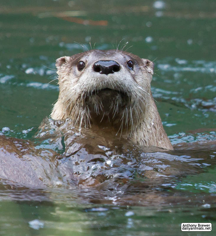 Hello otter!