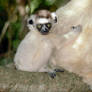 Baby sifaka