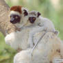 Beautiful baby sifaka