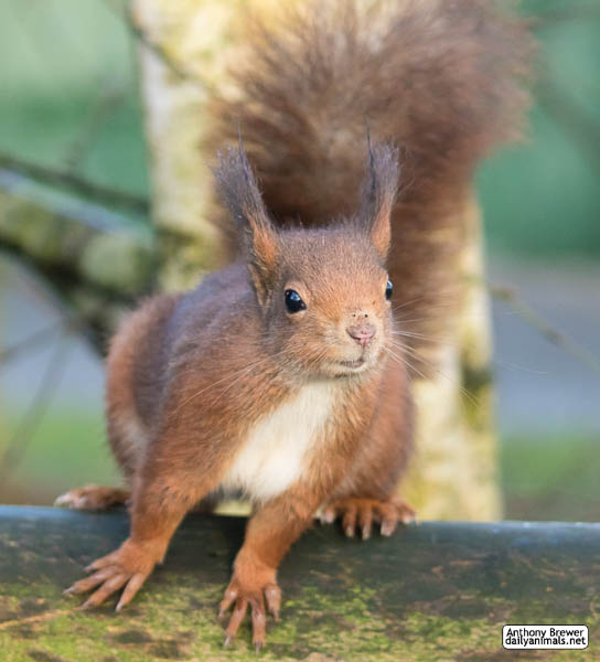 Red squirrel