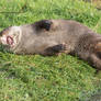 Tummy of otter