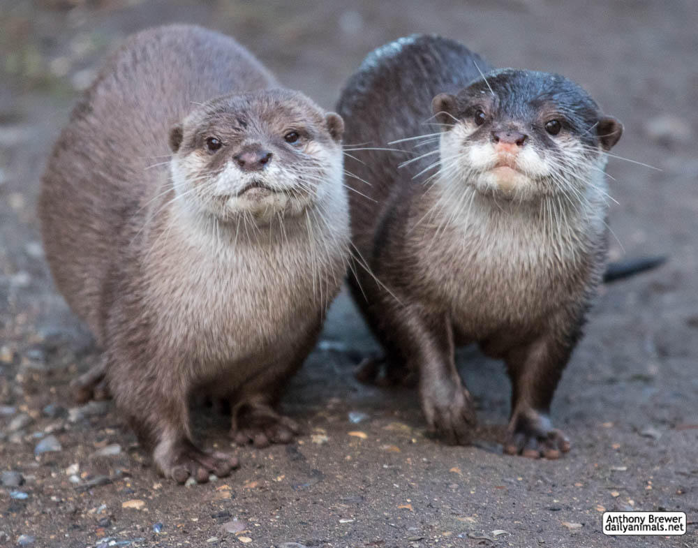 Happy World Otter Day By Jaffa Tamarin On Deviantart Happy World Otter Day By Jaffa Tamarin On Deviantart