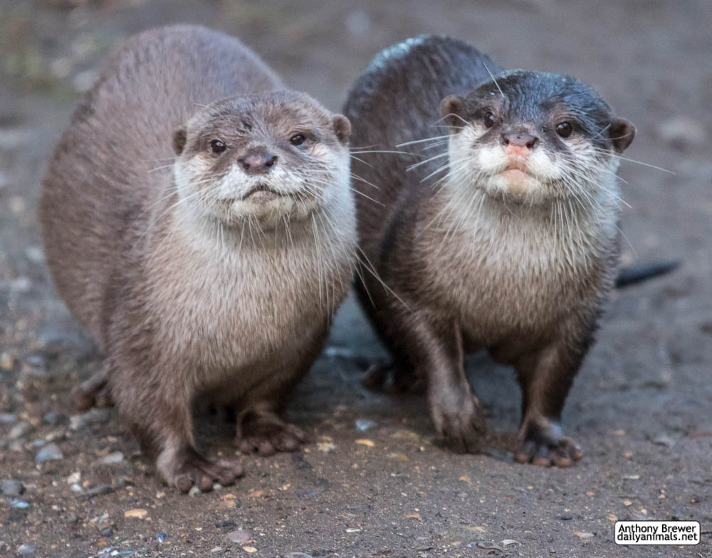 Happy World Otter Day By Jaffa Tamarin On Deviantart Happy World Otter Day By Jaffa Tamarin On Deviantart