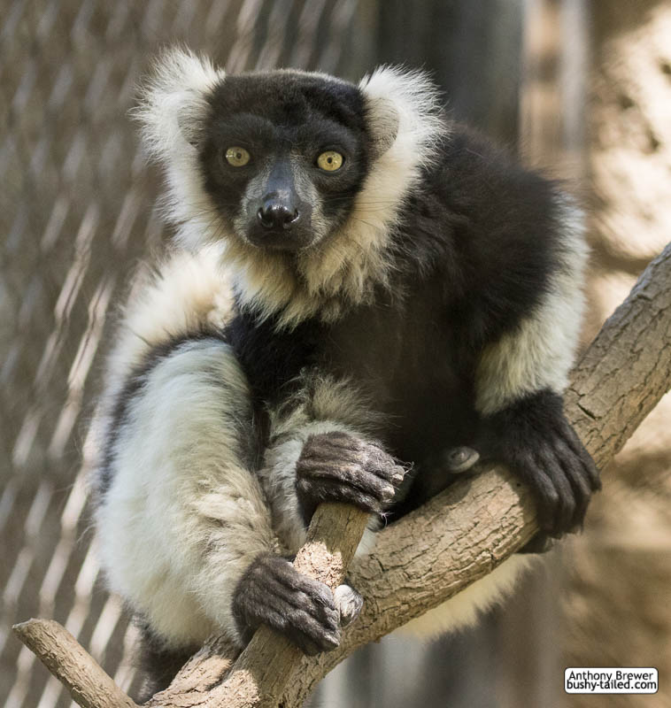 Ruffed lemur