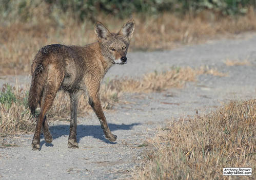 Coyote on the trail