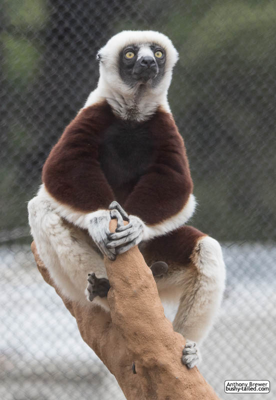 Coquerel's sifaka at San Francisco Zoo