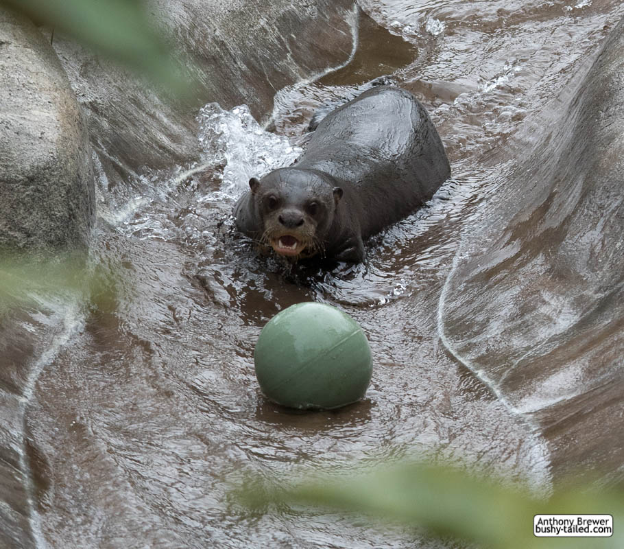 Chasing the green ball