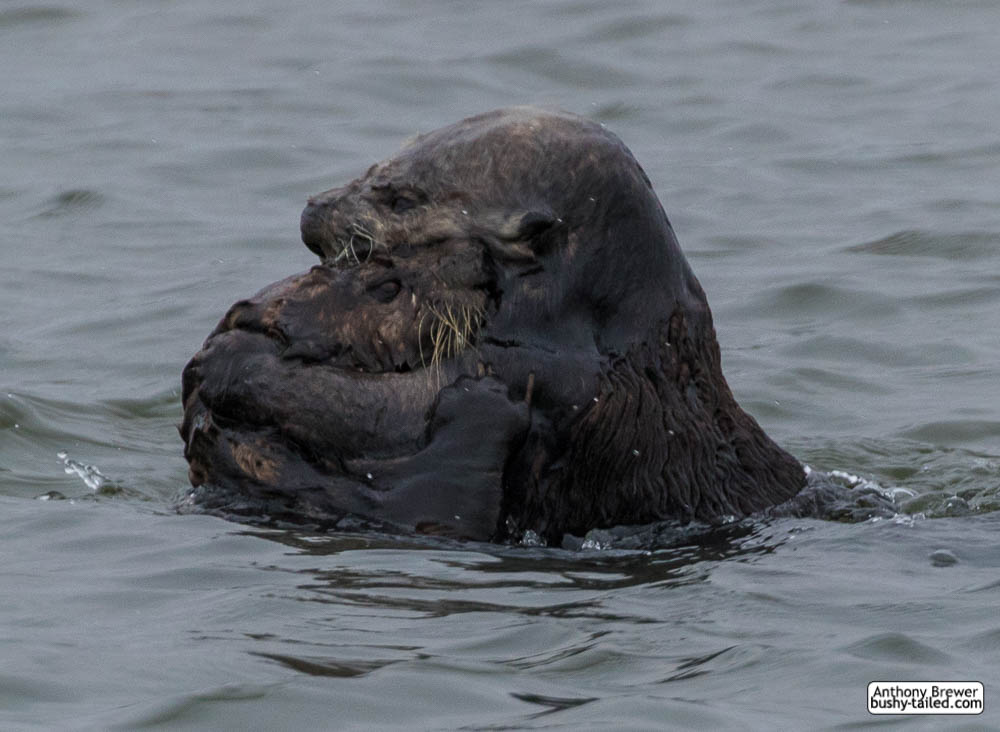 Have you hugged your otter today?