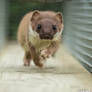 Stoat run
