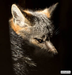 Fox in a sunbeam