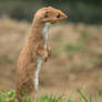 Least weasel