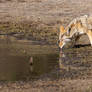Mr Coyote takes a drink
