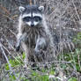 Last raccoon standing