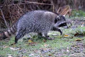 Raccoon with places to go