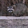 A fine time to be a raccoon