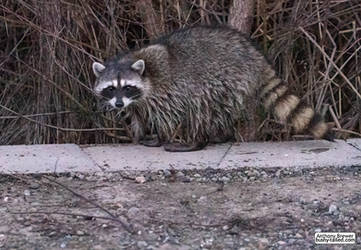 A fine time to be a raccoon