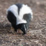 A ball that is a skunk