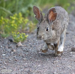 Bun on the run