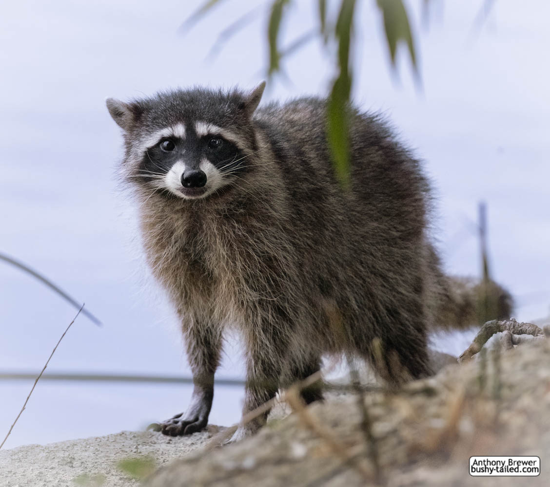 Duy Raccoon Raccoon by jaffa-tamarin on DeviantArt