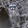 Raccoon