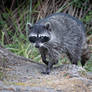 Raccoon emergent