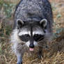 Raccoon does blep