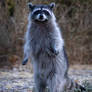 Last raccoon standing