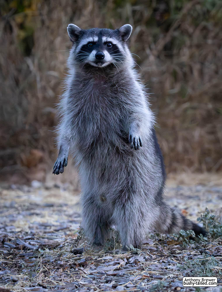 Last Call Racoon Last raccoon standing by jaffa-tamarin on DeviantArt