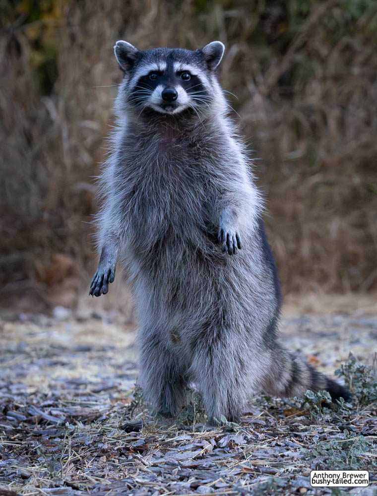 Last raccoon standing