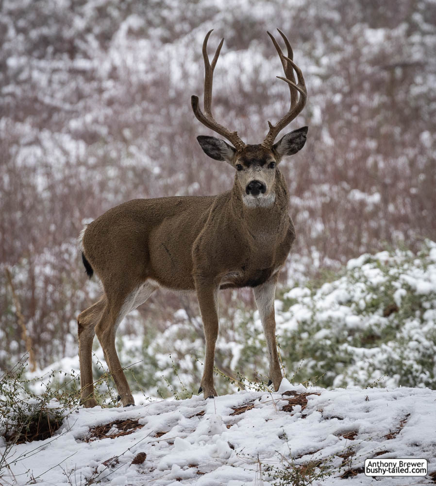 Being a deer in Yosemite