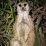 Muddy meerkat