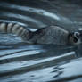 Mr Raccoon does a swim