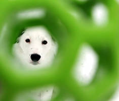 Puppy In a Ball