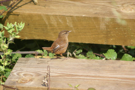 Wren.