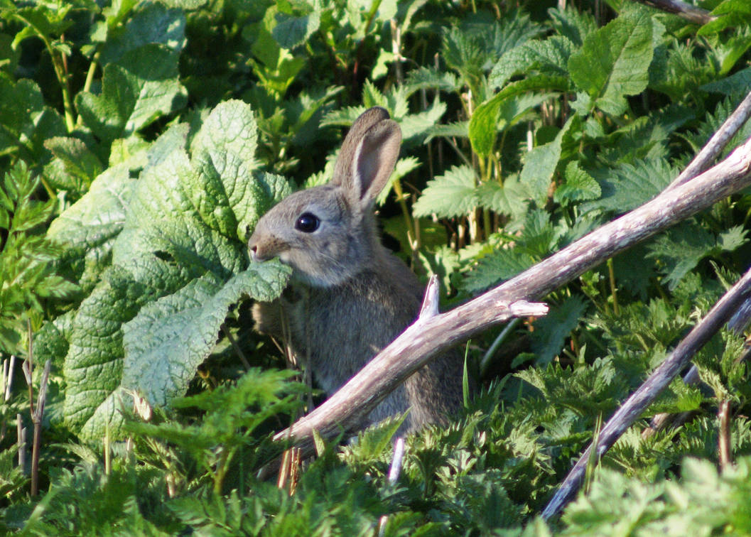 Rabbit. by AdrianDunk on DeviantArt