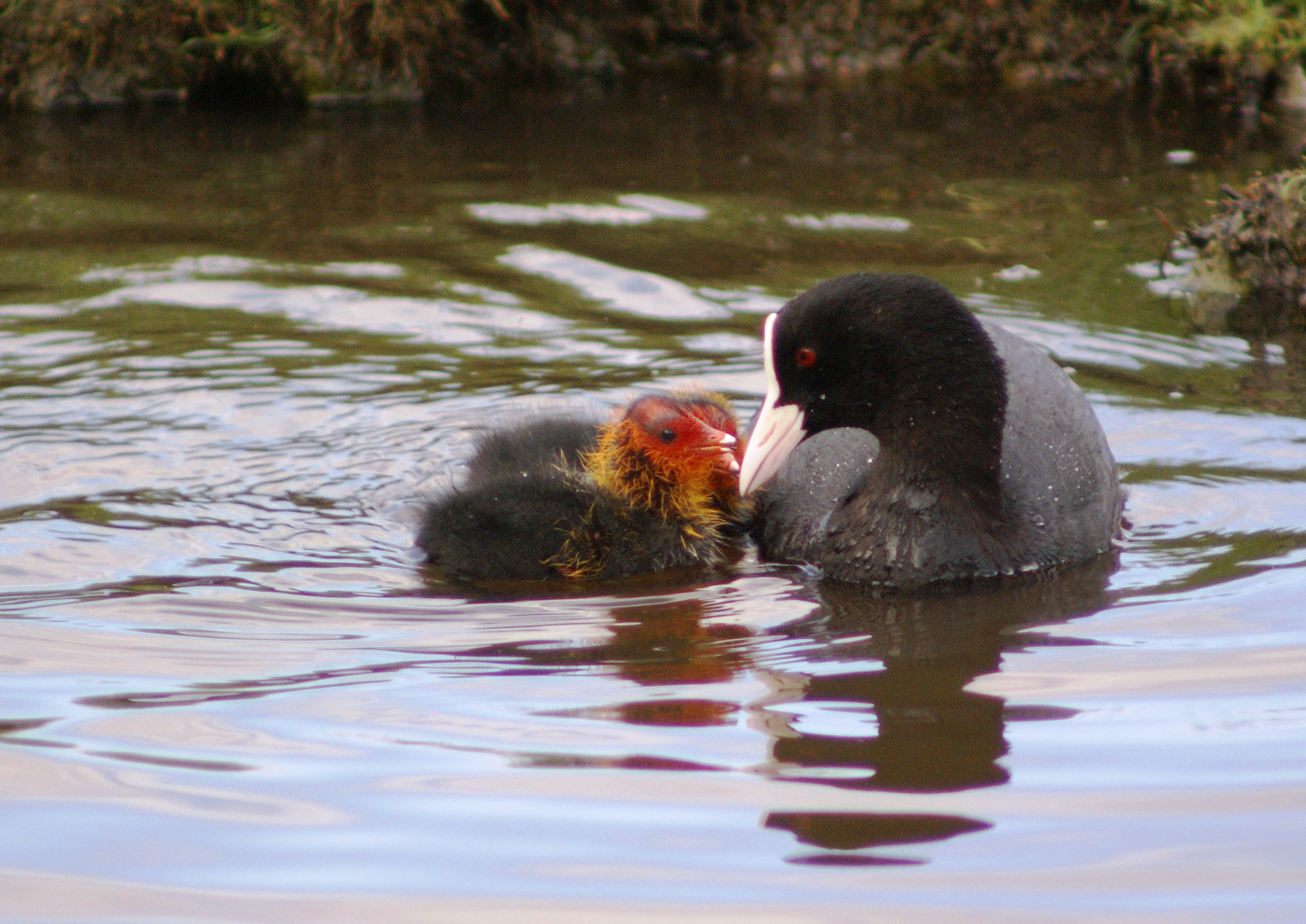 Coot with Chicks.