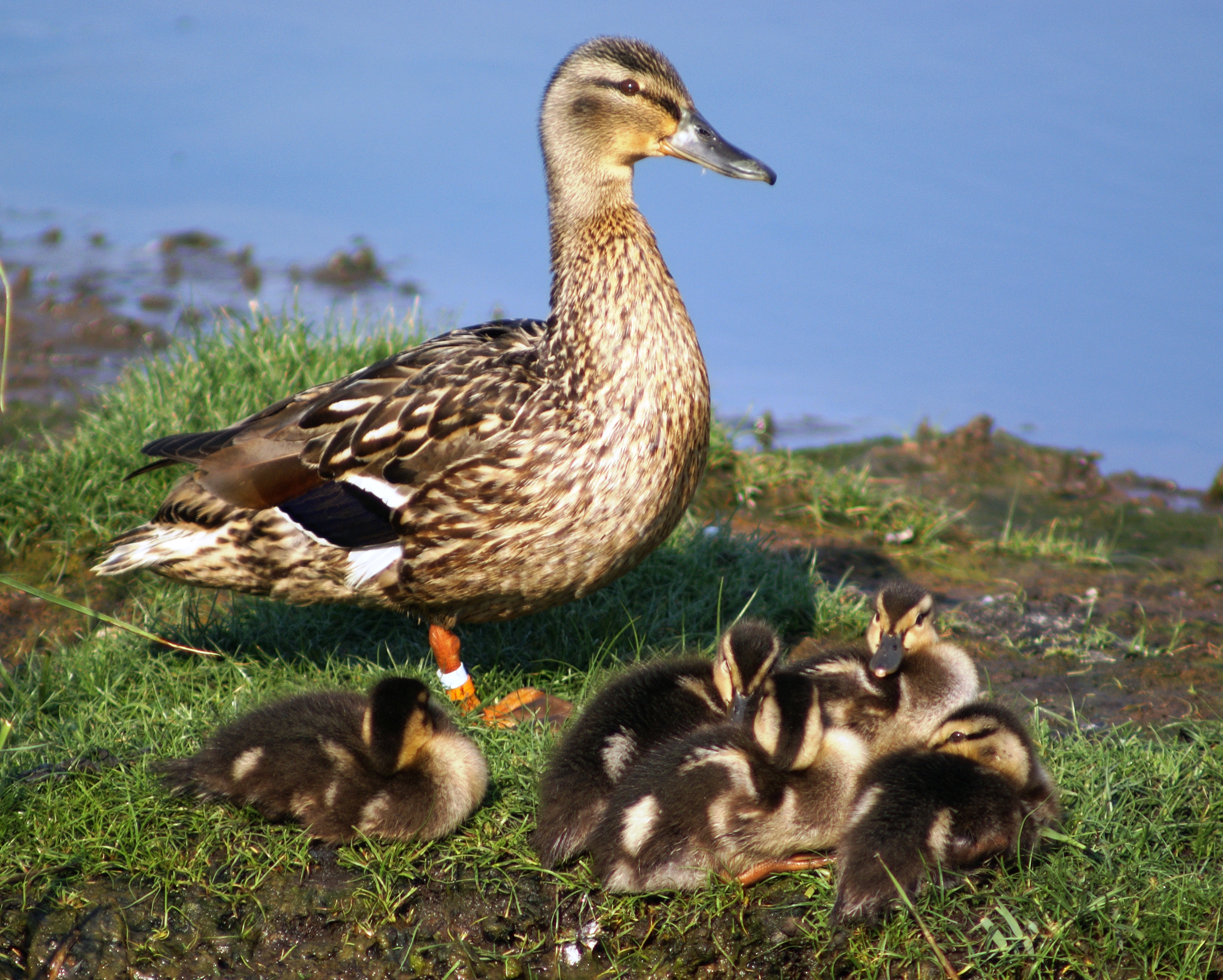 Female Mallard with Ducklings.