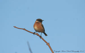 Male Stonechat.