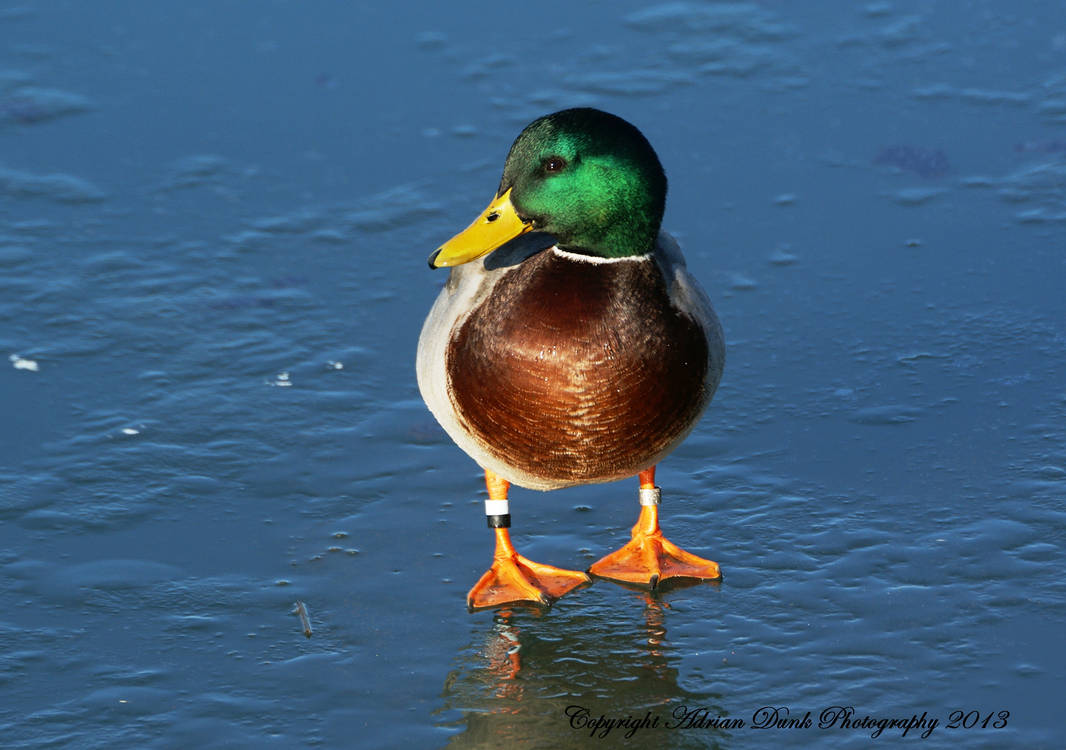 Male Mallard Duck. by AdrianDunk on DeviantArt