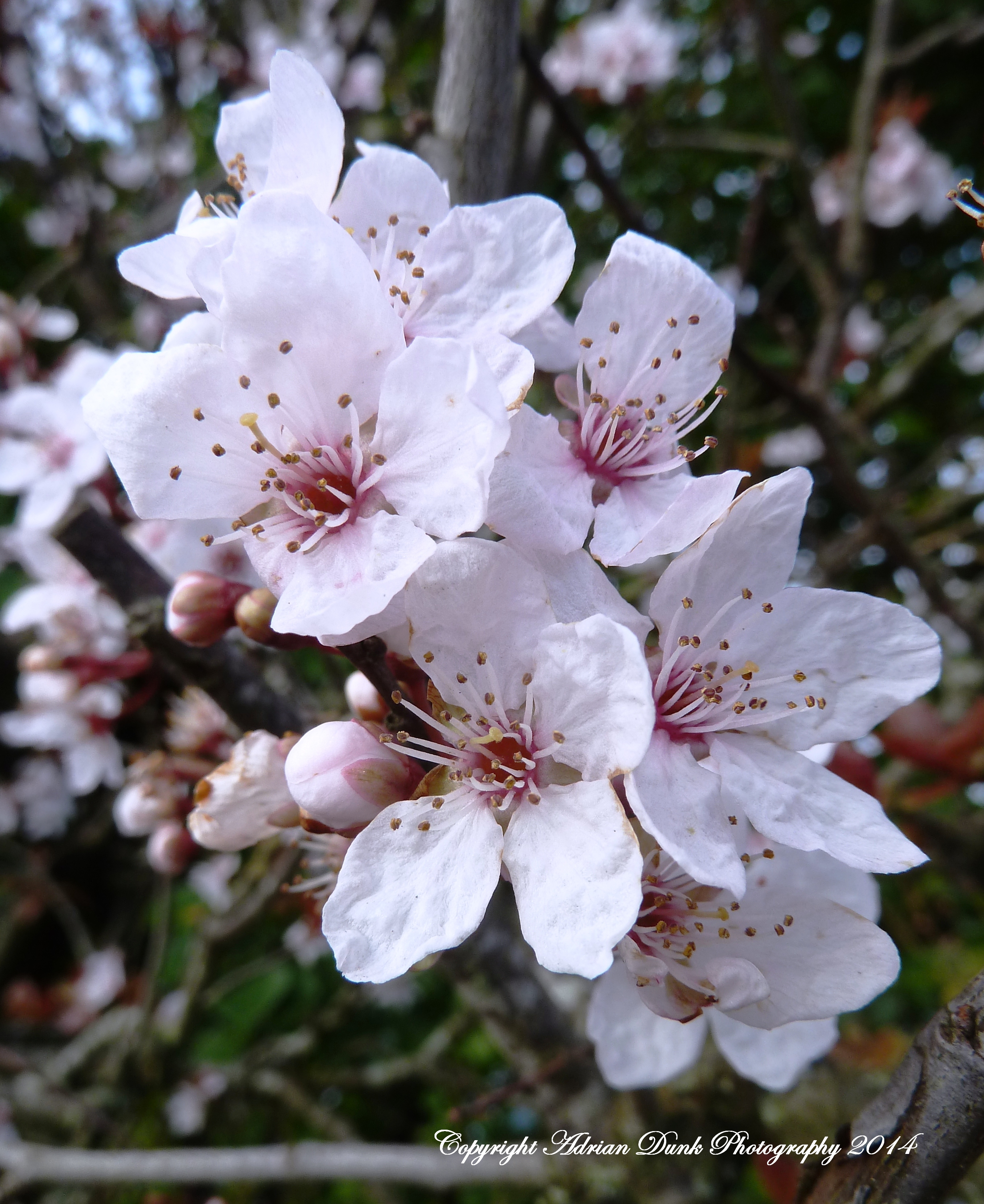 Spring Blossom.