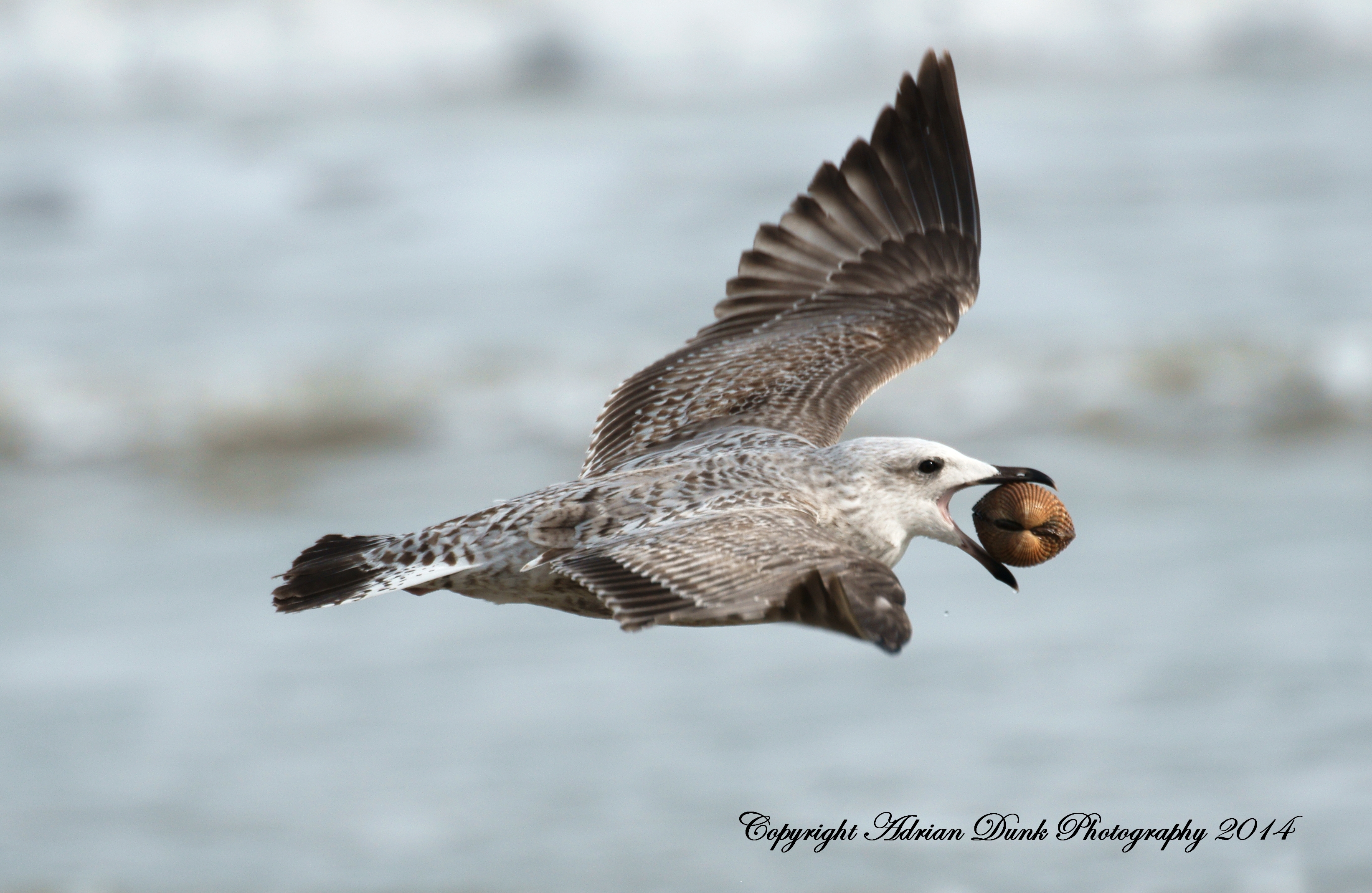 Juvenile Gull.