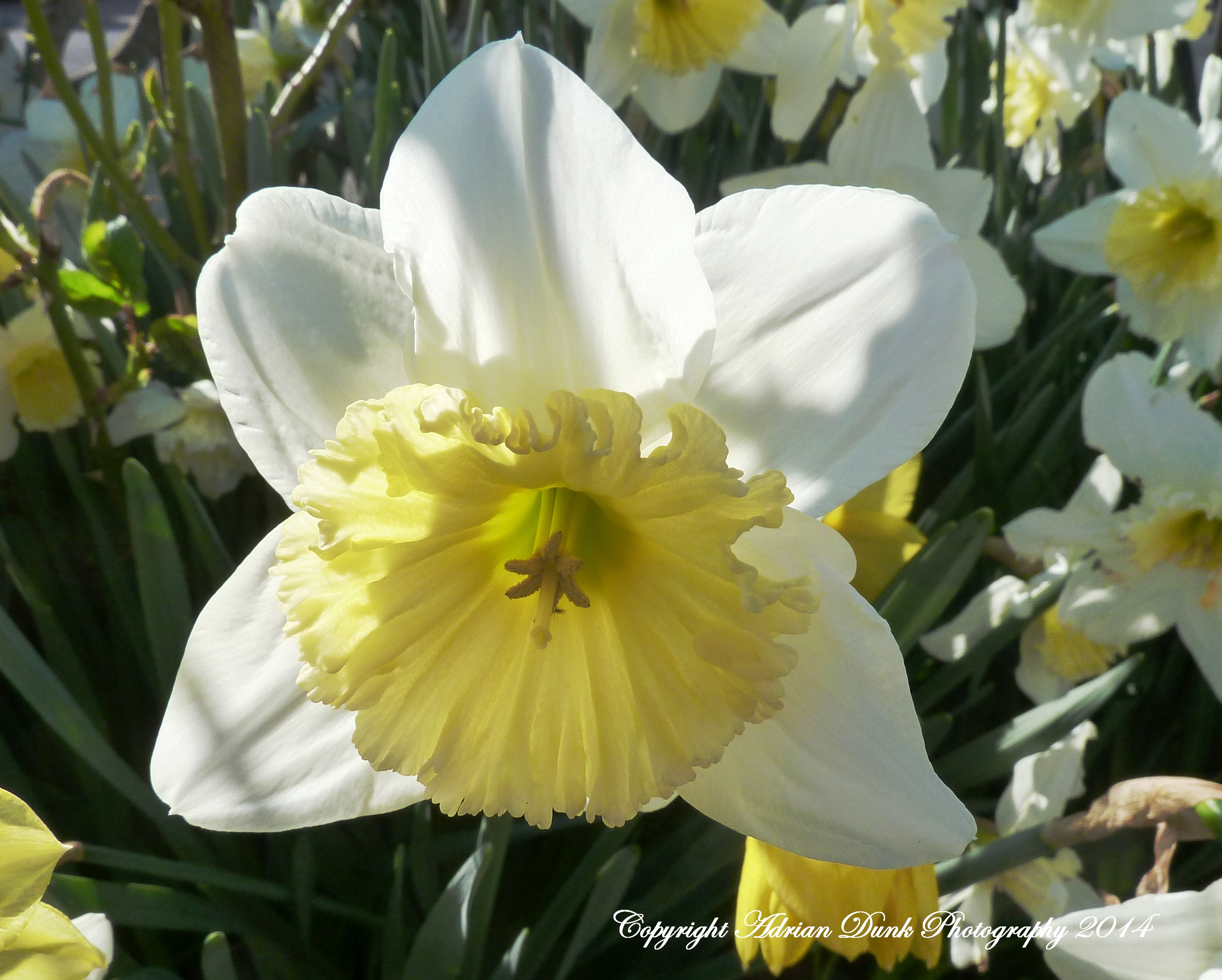 Daffodil.