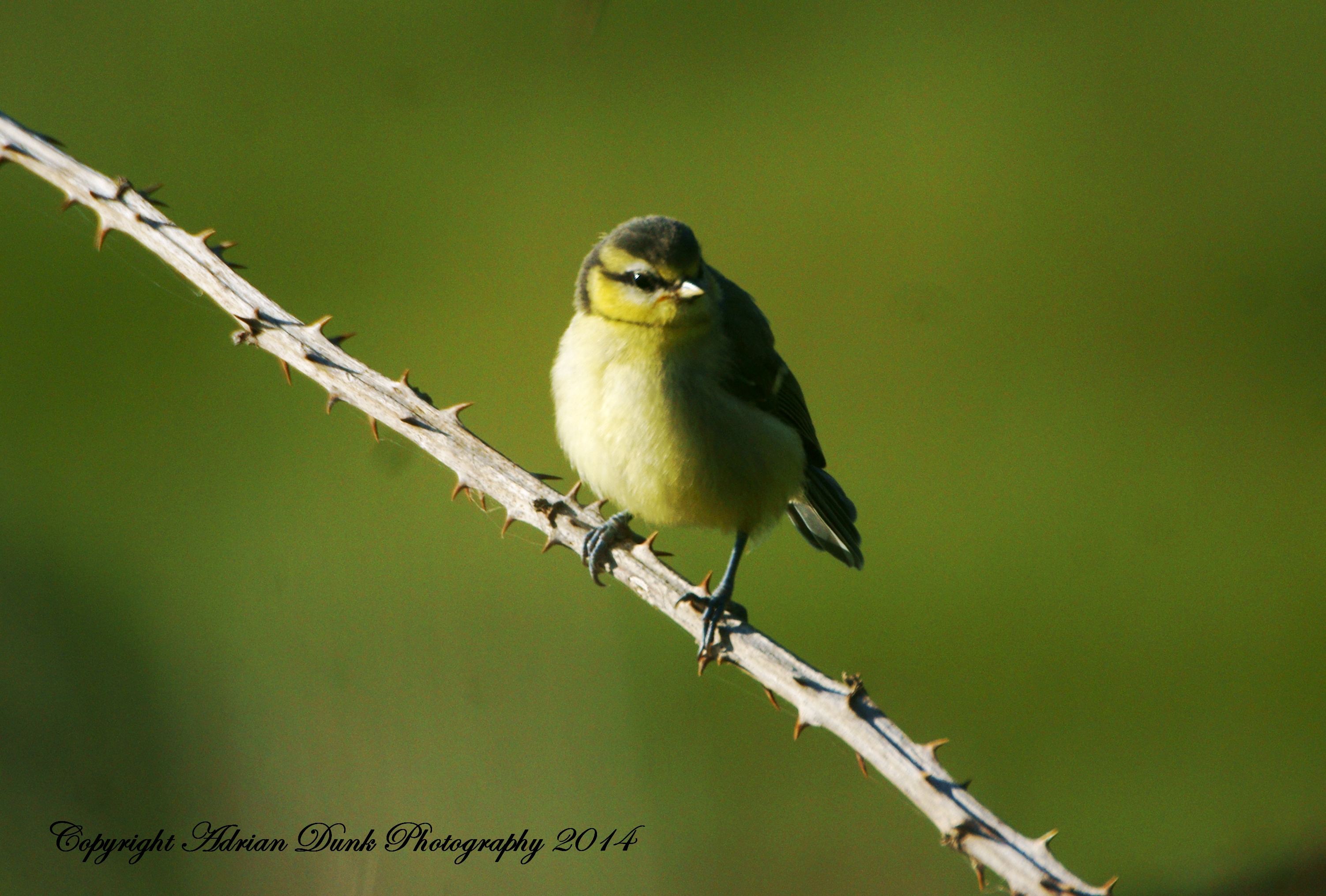 Blue Tit Fledgling.