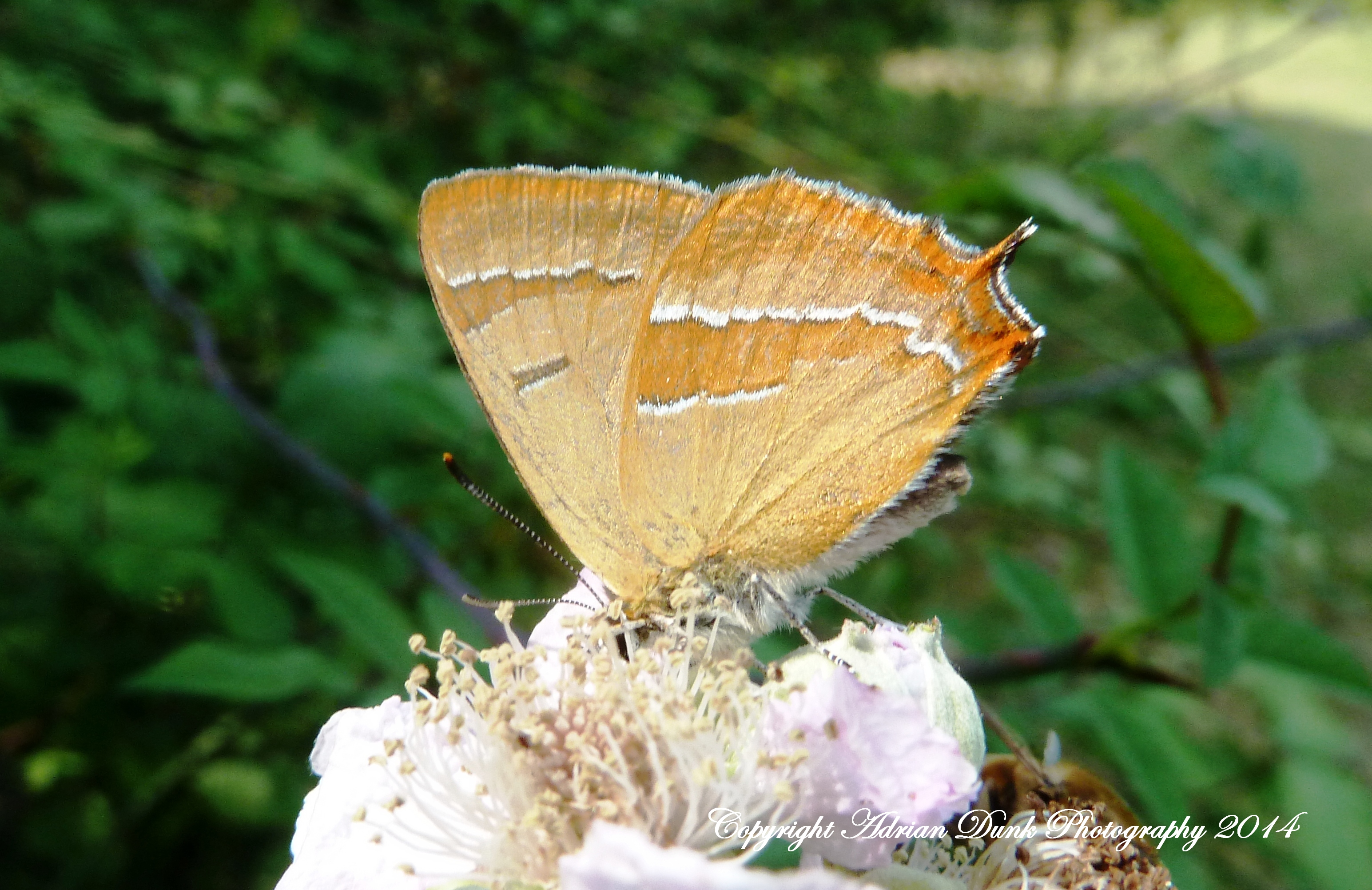 Brown Hairstreak.